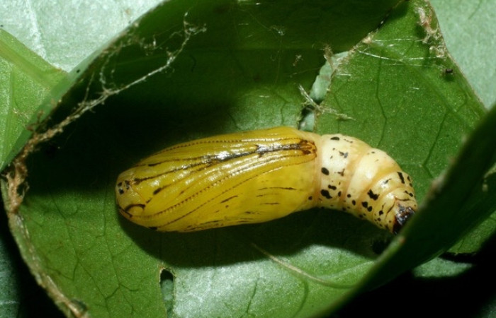Figura 9. Pupa  <i>Leucula meganira</i>, Geometridae, vista lateral.(09-SRNP-56292-DHJ460249).