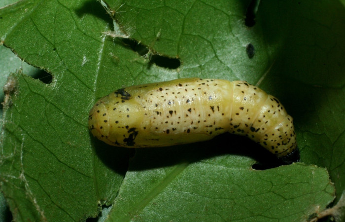 Figura 10. Pupa  <i>Leucula meganira</i>, Geometridae, vista lateral.(09-SRNP-56292-DHJ460252).
