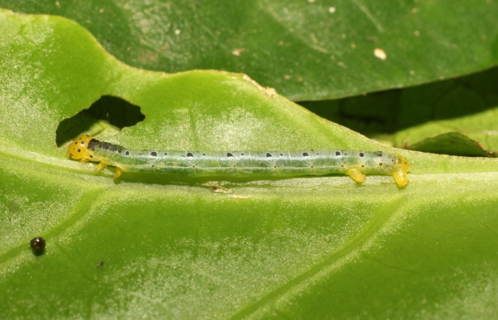 Figura 7. Larva <i>Leucula meganira</i>, Geometridae, vista lateral. (17-SRNP-35485-DHJ734435).