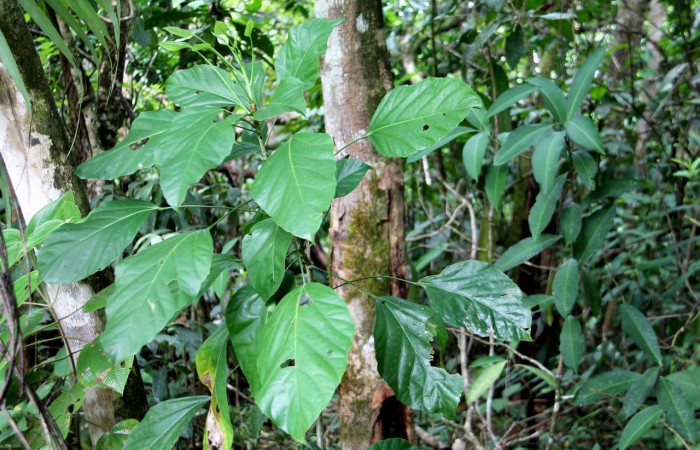 Figura 12. planta hospedera <i>Dendropanax arrobes</i> donde se alimenta la larva <i>Leucula meganira</i>, Geometridae  . Estación Biológica Botarrama. Foto Keiner Aragon, 06/07/2021