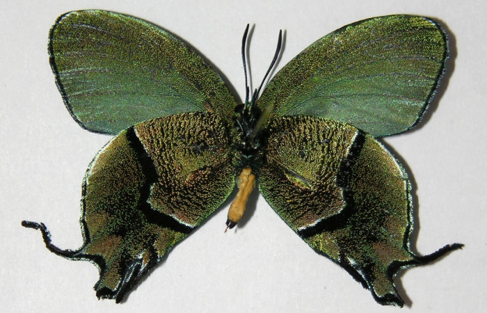 Fig. 10 Adulto <i>Arcas cypria</i> (Lycaenidae), vista ventral mide 40mm. Amonias, Sector Pitilla, 390m. 06-SRNP-30623-DHJ334933.