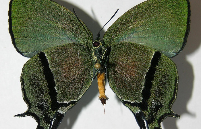 Fig. 12 Adulto <i>Arcas gozmanyi</i> (Lycaenidae), vista ventral mide 20mm. Estacion Cacao, Sector Cacao, 1150m.10-SRNP-35334-DHJ526197.jpg
