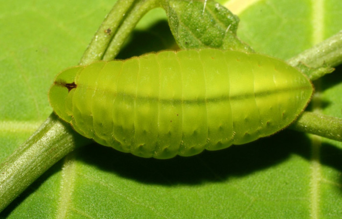 Fig. 1 Larva <i>Arcas cypria</i> (Lycaenidae), vista dorsal mide 20mm. Amonias, Sector Pitilla, 390m. 08-SRNP-31986-DHJ440818.jpg