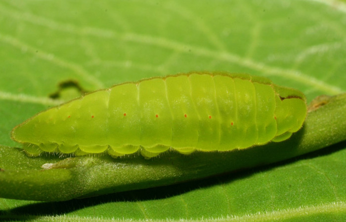 Fig. 2 Larva <i>Arcas cypria</i> (Lycaenidae), vista dorsal mide 20mm. Amonias, Sector Pitilla, 390m. 08-SRNP-31986-DHJ440822.