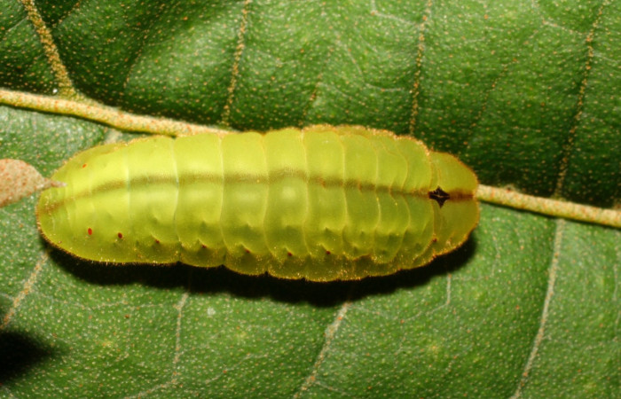 Fig. 3 Larva <i>Arcas gozmanyi</i> (Lycaenidae), vista dorsal mide 20mm. Estacion Cacao, Sector Cacao, 1150m.10-SRNP-35334-DHJ473699.jpg