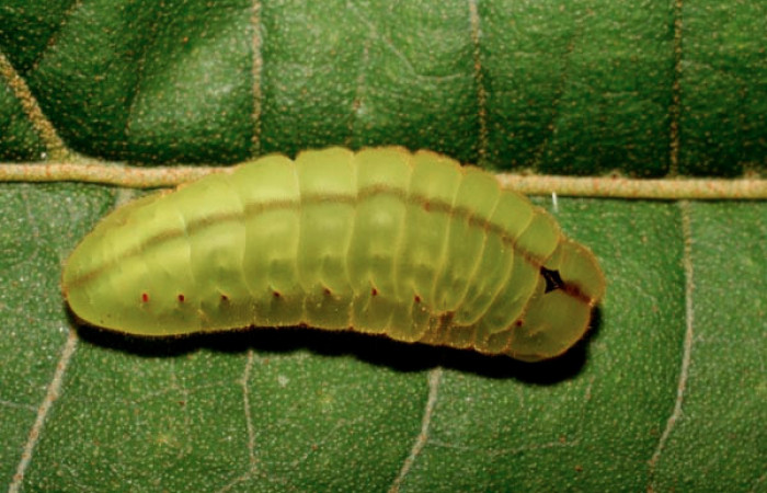 Fig. 4 Larva <i>Arcas gozmanyi</i> (Lycaenidae), vista dorsal mide 20mm. Estacion Cacao, Sector Cacao, 1150m.10-SRNP-35334-DHJ473700.jpg