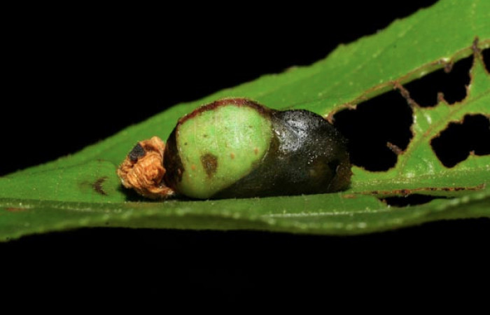 Fig. 5 Pupa <i>Arcas cypria</i> (Lycaenidae), vista dorsal mide 14mm. Amonias, Sector Pitilla, 390m. 06-SRNP-30623-DHJ412311.