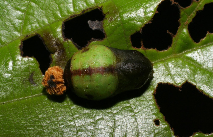 Fig. 6 Pupa <i>Arcas cypria</i> (Lycaenidae), vista dorsal mide 14mm. Amonias, Sector Pitilla, 390m. 06-SRNP-30623-DHJ412312.