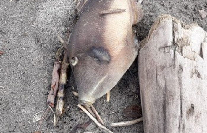 Especie muerta a causa de la Marea Roja en el Pacífico, 5 de noviembre 2018, Playa Naranjo, Sector Santa Rosa, Foto: Guery Dinarte Morales