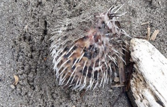 Especie muerta a causa de la Marea Roja en el Pacífico, 5 de noviembre 2018, Playa Naranjo, Sector Santa Rosa, Foto: Guery Dinarte Morales