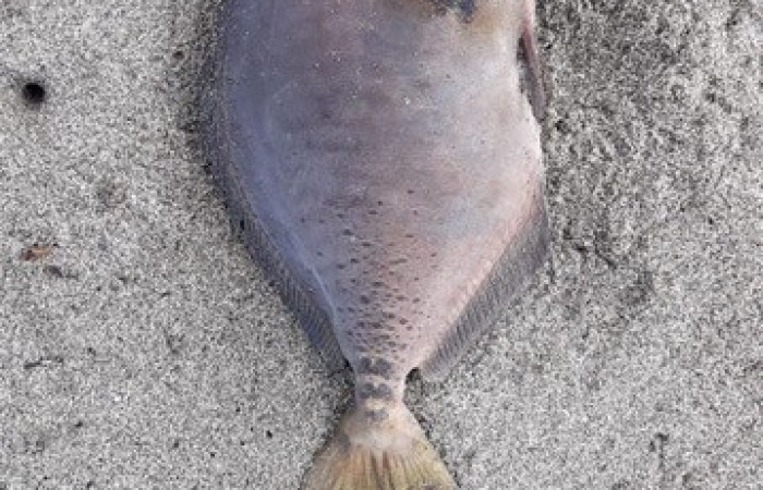 Especie muerta a causa de la Marea Roja en el Pacífico, 5 de noviembre 2018, Playa Naranjo, Sector Santa Rosa, Foto: Guery Dinarte Morales