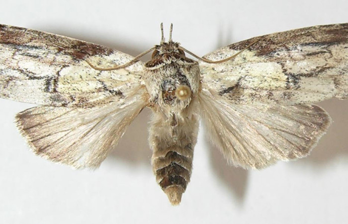 Figura 1. Adulto de <i>Elaeognatha melanosticta</i> (Nolidae). Vista dorsal, envergadura alar 33 mm de longitud. Voucher: 10-SRNP-73376-DHJ547960.jpg.   BIN: BOLD:ABZ5936.
