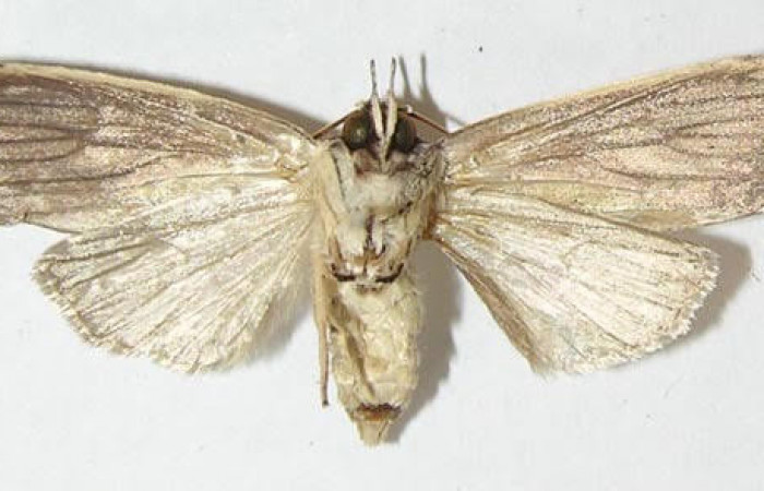 Figura 2. Adulto de <i>Elaeognatha melanosticta</i> (Nolidae). Vista ventral, envergadura alar 33 mm de longitud. Voucher: 10-SRNP-73376-DHJ547961.jpg.  BIN: BOLD:ABZ5936.