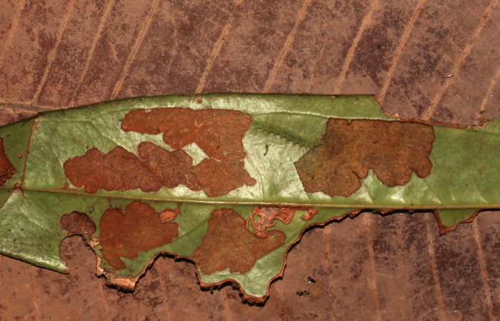 Figura 3. Larva <i>Elaeognatha melanosticta</i> (Nolidae). Mostrando como va dejando la hoja de <i>Satyria panurensis</i> (Ericaceae). Vista dorsal. Estadío intermedio 15 mm. Foto: 4 junio 2021. Voucher: 21-SRNP-30853-DHJ779785.jpg. 