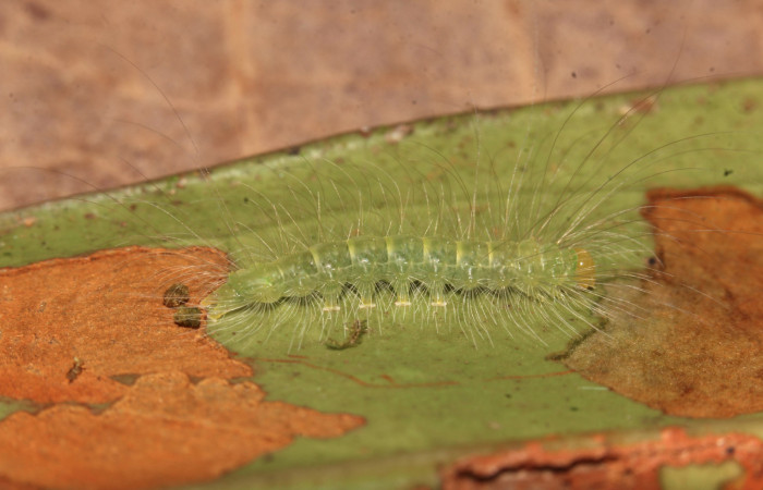 Figura 6. Larva <i>Elaeognatha melanosticta</i> (Nolidae). Vista lateral, estadío intermedio 15 mm. Foto: 4 junio 2021. Voucher: 21-SRNP-30853-DHJ779788.jpg. 