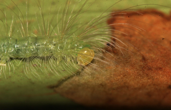 Figura 5. Larva <i>Elaeognatha melanosticta</i> (Nolidae). Aliméntandose se de la hoja de <i>Satyria panurensis</i> (Ericaceae). Cabeza amarilla. Estadío intermedio 15 mm. Foto: 4 junio 2021. Voucher: 21-SRNP-30853-DHJ779800.jpg. 