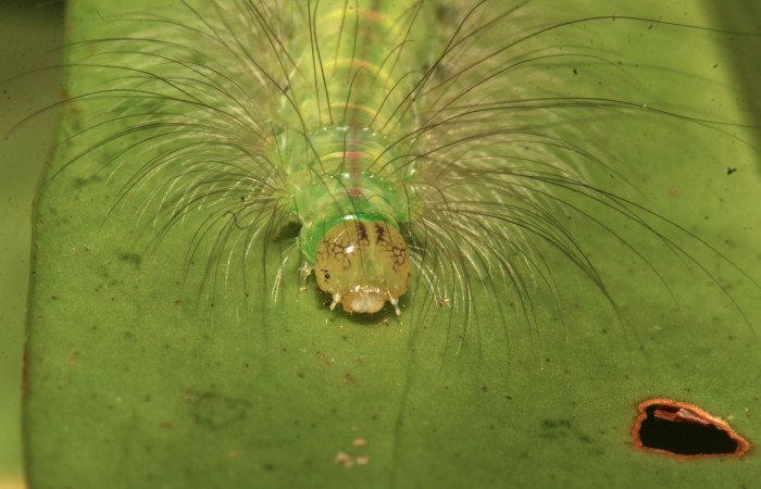 Figura 11. Larva <i>Elaeognatha melanosticta</i> (Nolidae). Cabeza de frente, penúltimo estadío, 32 mm. Foto: 16 junio 2021. Voucher: 21-SRNP-30853-DHJ779811.jpg. 