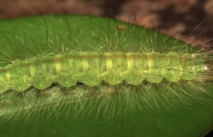 Figura 12. Larva <i>Elaeognatha melanosticta</i> (Nolidae). Vista central lateral, mostrando los pelos, último estadío, 32 mm. Foto: 19 junio 2021. Voucher: 21-SRNP-30853-DHJ779818.jpg. 
