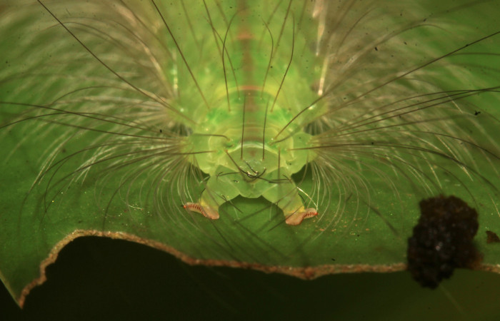 Figura 14. Larva <i>Elaeognatha melanosticta</i> (Nolidae). Parte posterior, último estadío, 32 mm. Foto: 19 junio 2021. Voucher: 21-SRNP-30853-DHJ779823.jpg. 