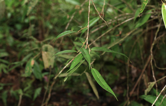 Figura 17. Planta hospedera <i>Satyria panurensis</i> (Ericaceae), de larva <i>Elaeognatha melanosticta</i> (Nolidae). Foto 5 junio 2021 en el Sendero Carica.   Voucher: 21-SRNP-30881-DHJ779841.jpg. Foto: Freddy A. Quesada Quesada.