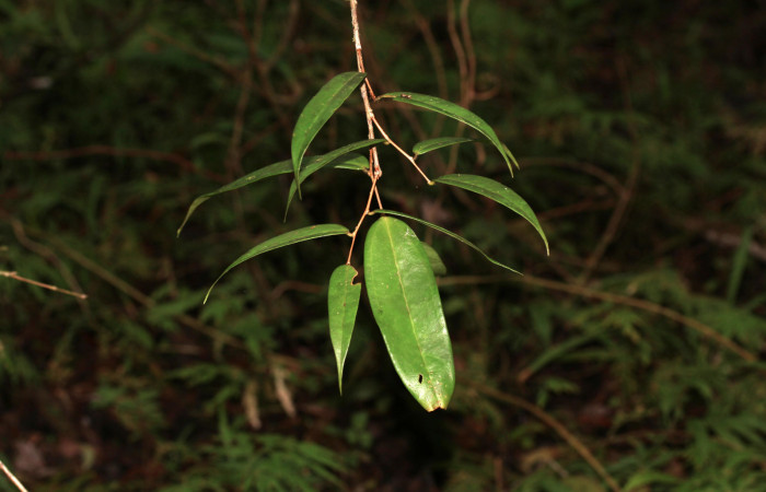 Figura 18. Planta hospedera <i>Satyria panurensis</i> (Ericaceae), de larva <i>Elaeognatha melanosticta</i> (Nolidae). Foto 5 junio 2021 en el Sendero Carica.   Voucher: 21-SRNP-30881-DHJ779842.jpg. Foto: Freddy A. Quesada Quesada.