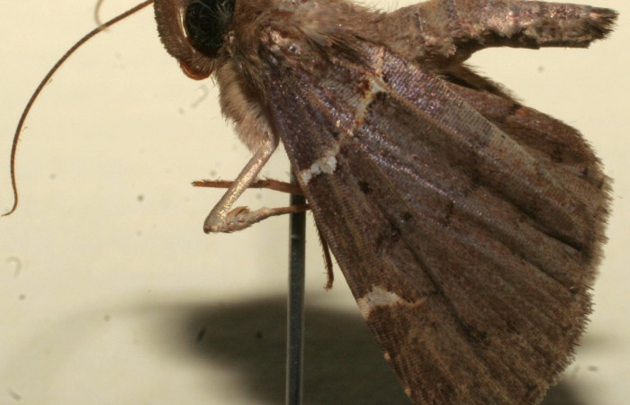   Fig.1  Adulto <i>Antiblemma anguinea</i> mostrando  parte frontal de la prosbosis caracter importante de la familia Erebidae. Voucher: 10-SRNP-101824-DHJ646699.jpg