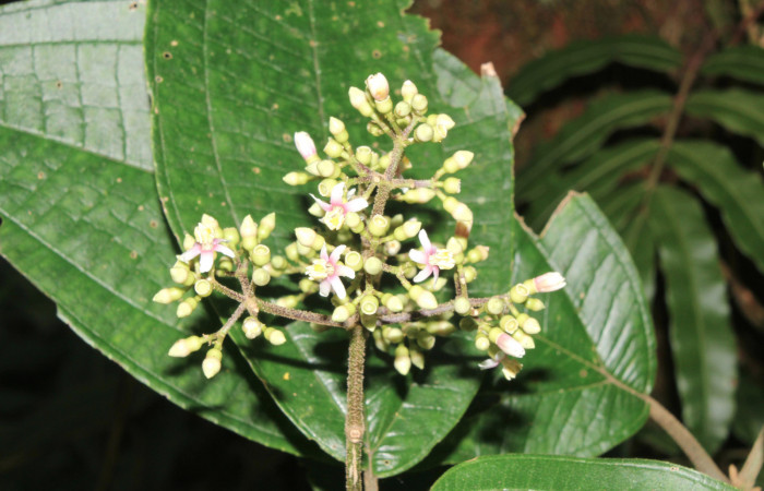 Fig.2 <i>Conostegia micrantha</i> planta hospedera de <i>Antiblemma anguinea</i> Estación Pitilla, Mayo 2017, foto Calixto Moraga