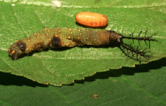 Fig 10. Pupario de la familia Tachinidae que salió de larva <i>Directoria marchaliii</i> (Nymphalidae). Medrano, Sector Pitilla, 380m. 11-SRNP-72426-DHJ484809.