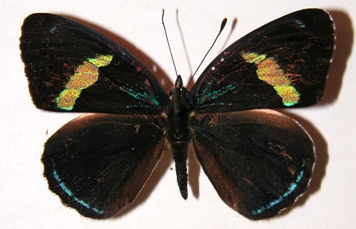 Fig 2. Vista ventral adulto <i>Diaethria marchalii</i> (Nymphalidae), mide 42mm. Rio Blanco Abajo, Sector San Cristóbal, 500m. 00-SRNP-12212-DHJ34181.
