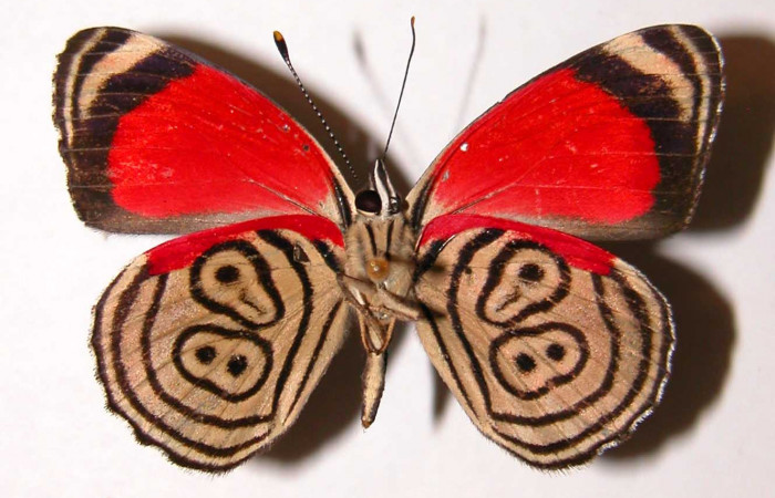 Fig 1. Vista ventral adulto <i>Diaethria marchalii</i> (Nymphalidae), mide 42mm. Río Blanco Abajo, Sector San Cristóbal, 500m. 00-SRNP-12212-DHJ34180.