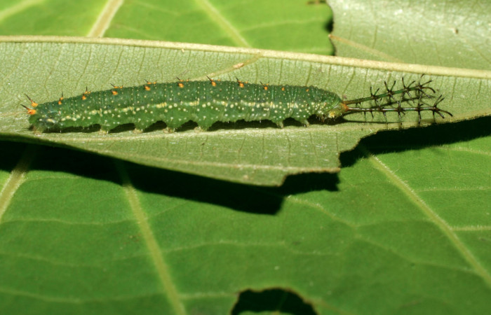 Fig 3. Larva vista dorsal <i>Diaethria marchalii</i>, (Nymphalidae), mide 42mm Amonias, Sector Pitilla, 390m. 08-SRNP-31895-DHJ440749.