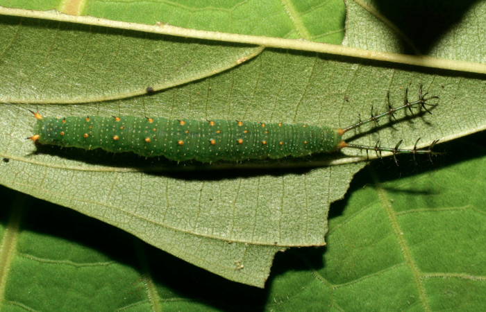 Fig 4. Larva vista dorsal <i>Diaethria marchalii</i> (Nymphalidae), mide 42mm. Amonias, Sector Pitilla, 390m. 08-SRNP-31895-DHJ4407450.