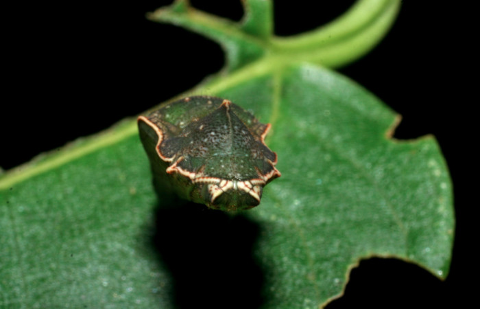 Fig 5. Vista lateral rear pupa <i>Diaethria marchalii</i> (Nymphalidae). Amonias, Sector Pitilla, 390m. 08-SRNP-31884-DHJ445512.
