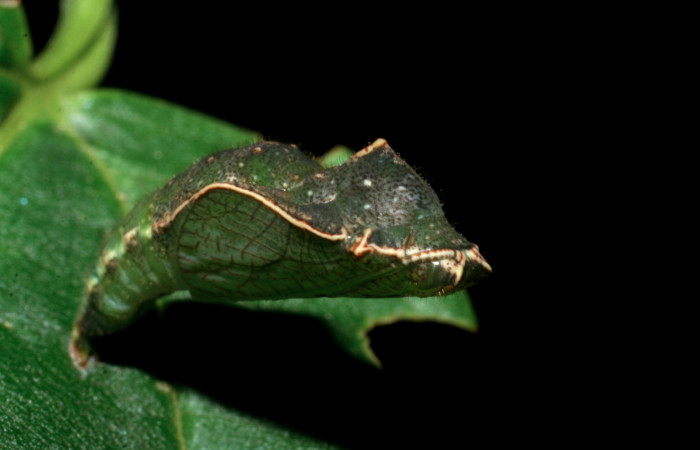 Fig 6. Vista lateral rear pupa <i>Diaethria marchalii</i> (Nymphalidae). Amonias, Sector Pitilla, 390m. 08-SRNP-31884-DHJ445513.