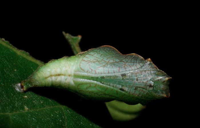 Fig 7. Vista dorsal pupa <i>Diaethria marchalii</i> (Nymphaliidae), mide 42mm. Amonias, Sector Pitilla  390m. 08-SRNP-31884-DHJ445511.