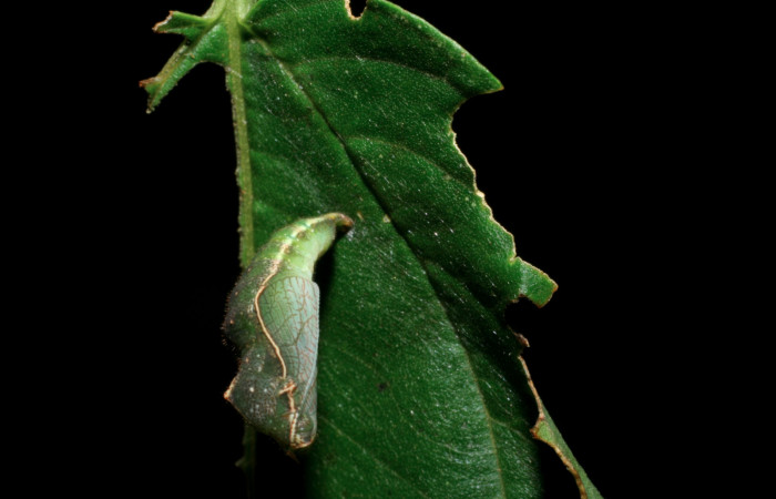 Fig 8. Vista dorsal pupa <i>Diaethria marchalii</i> (Nymphalidae), mide 42mm. Amonias ,Sector Pitilla, 390m. 08-SRNP-31884-DHJ445516.