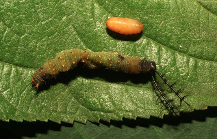 Fig 9. Pupario de la familia que Tachinidae salió de larva <i>Directoria marchalii</i> (Nymphalidae). Medrano, Sector Pitilla, 380m. 11-SRNP-72426-DHJ484810.