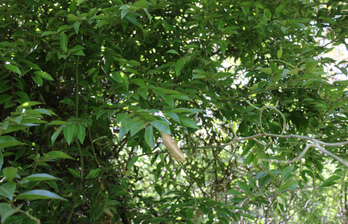 Fig.10 Planta adulta <i>Securidaca sylvestris</i>, (Polygalaceae), hospedera  <i>Yidalpta</i> auragalisDHJ02, (Erebidae), Sector Mundo Nuevo,Punta Plancha, Foto, Elieth Cantillano  09 Agosto 2021.
