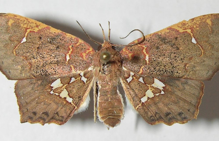 Fig.1 Vista dorsal de hembra, <i>Yidalpta</i> auragalisDHJ02 (Erebidae), eclosionó 11 julio 2011, Sector Brasilia, Gallinazo, 360mts. (11-SRNP-65419-DHJ547846.jpg).