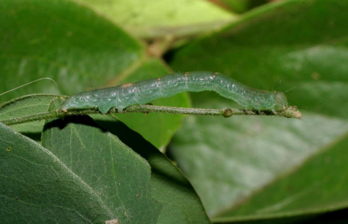 Fig.3 vista lateral de larva <i>Yidalpta</i> auragalisDHJ02, (Erebidae) se colectó 19 de Noviembre 2006, Sector El Hacha, Estación Los Almendros, 290mts. (06-SRNP-60071-DHJ418006.jpg).