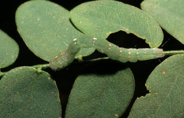 Fig.4 Vista dorsal de larva <i>Yidalpta</i> auragalisDHJ02, (Erebidae) se colectó 02 de marzo 2007, Sector El Rincon Rains Forest, Laureles, 95mts. (07-SRNP-40613-DHJ420243.jpg).