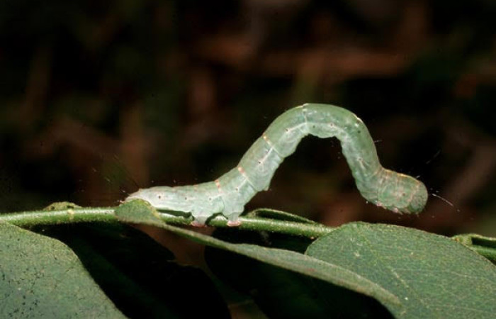 Fig.5 Vista lateral de larva <i>Yidalpta</i> auragalisDHJ02, (Erebidae) se colectó 02 de marzo 2007, Sector El Rincon Rains Forest, Laureles, 95mts.(07-SRNP-40613-DHJ420245.jpg).