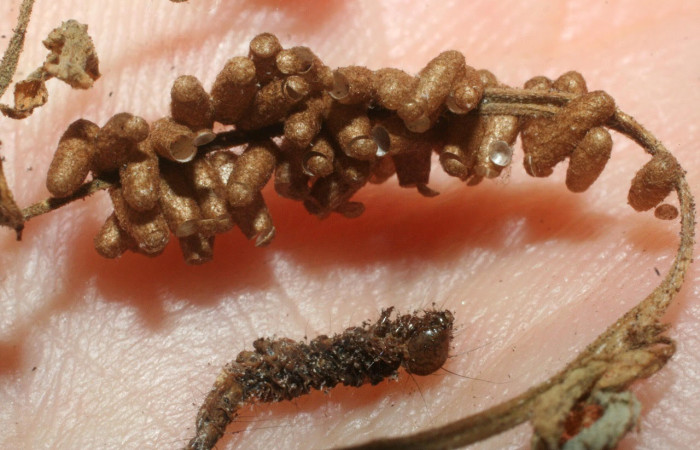 Fig.9 Observamo capullos vacios de Glyptapanteles paulhansoni (Braconidae) <i>Yidalpta</i> auragalisDHJ02, (Erebidae) se colectó 18 de Septimbre 2007, Brasilia, Piedrona, 340mts. (07-SRNP-65627-DHJ462174.jpg).