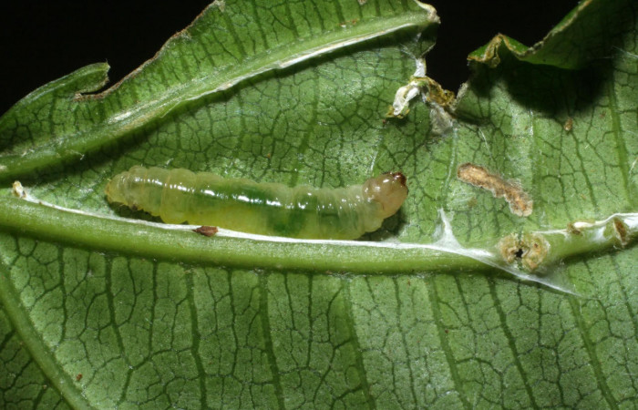 Fig.10 Larva <i>Ategumia lotanalis</i>, mostrando larva casi en prepupa, en hoja de <i>Miconia brenesii</i>  (Melastomataceae). Voucher: 09-SRNP-35299-DHJ452468.jpg.