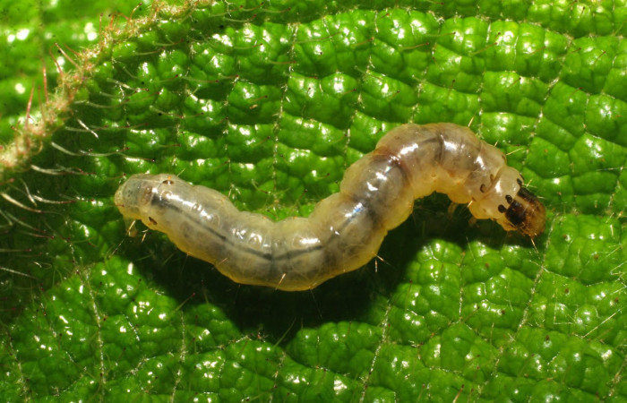 Fig.12 Larva <i>Ategumia</i> matutinalisDHJ03, mostrando la espalda, en hoja de <i>Miconia lacera</i> (Melastomataceae). Voucher: 09-SRNP-20473-DHJ450720.jpg.