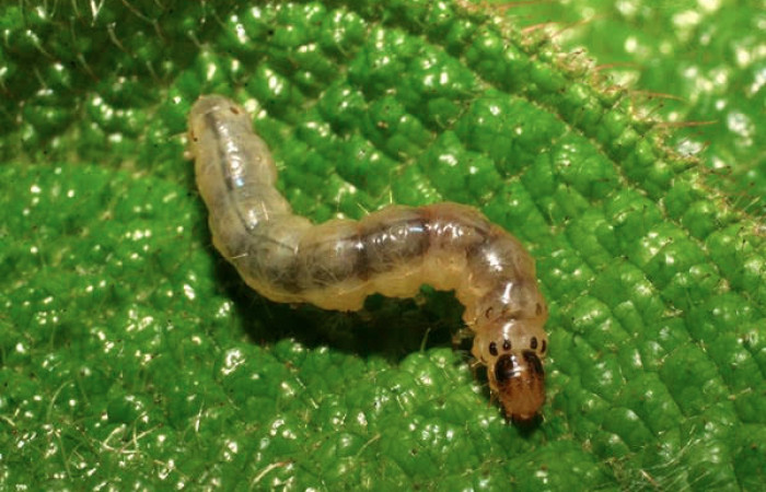 Fig.13 Larva <i>Ategumia</i> matutinalisDHJ03, mostrando cabeza frente, en hoja de <i>Miconia lacera</i> Melastomataceae). Voucher: 09-SRNP-20473-DHJ450721.jpg.