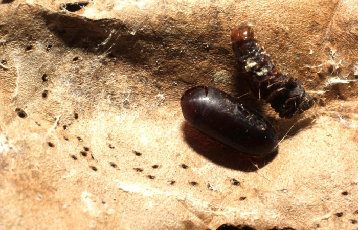 Fig. 14 Prepupa de la larva <i>Ategumia matutinalis</i>, parásitos <i>Argyrochaetona</i> cubanaDHJ02 familia (Tachinidae). Voucher: 14-SRNP-43507-DHJ804860.jpg.