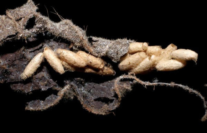 Fig. 15 Capullo de la larva <i>Ategumia matutinalis</i>, parásitos <i>Apanteles javiercontrerasi</i> familia (Braconidae). Voucher: 04-SRNP-42654-DHJ429528.jpg.