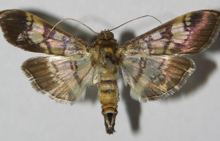 Fig.1 Adulto <i>Ategumia</i> lotanalisDHJ03, mostrando la parte dorsal.Voucher: 12-SRNP-75265-DHJ577576.
