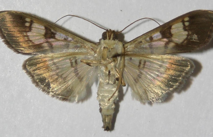 Fig.2 Adulto <i>Ategumia</i> lotanalisDHJ03, mostrando la parte ventral.Voucher: 12-SRNP-75265-DHJ577577.